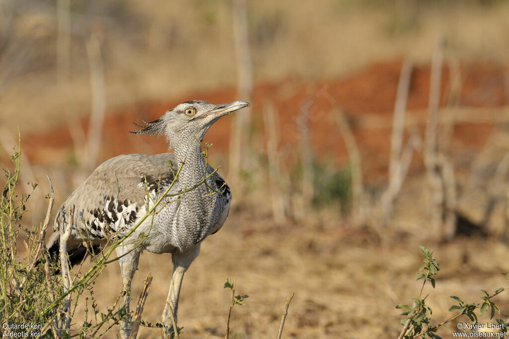 Outarde koriadulte, identification