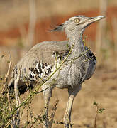 Kori Bustard