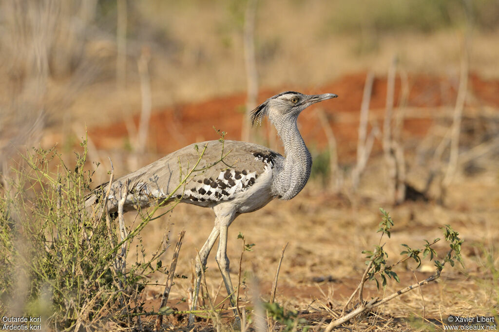 Outarde koriadulte, identification