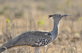 Kori Bustard