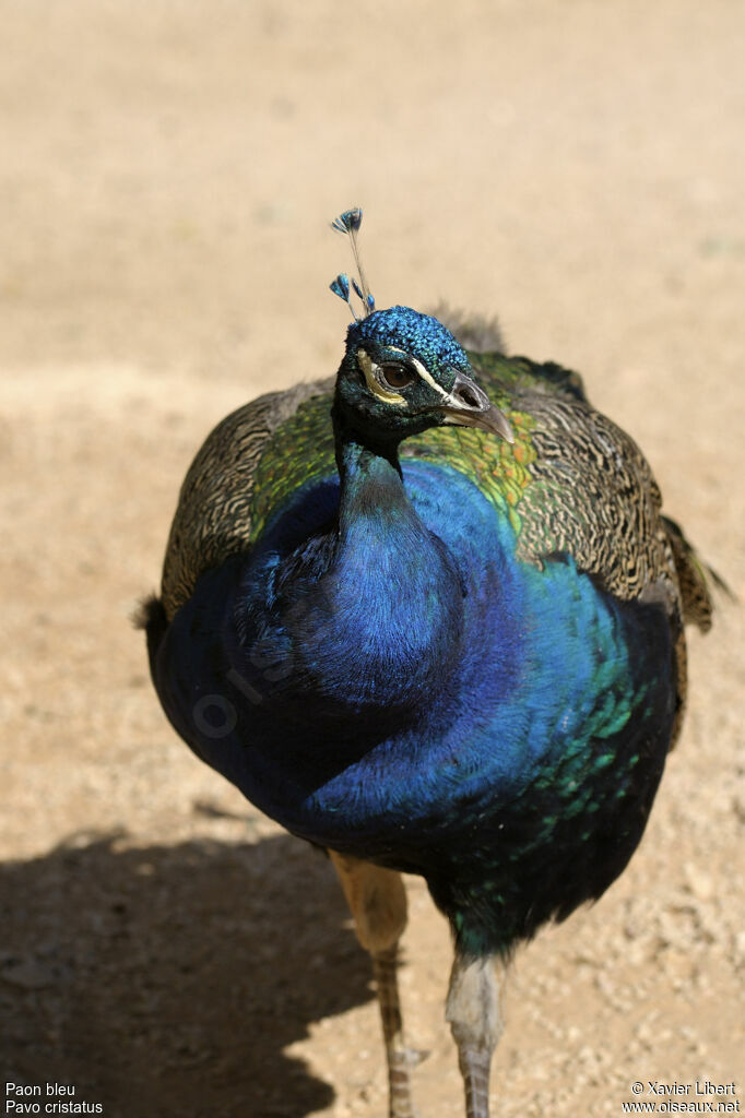 Paon bleu mâle adulte, identification