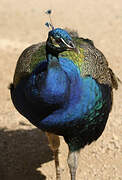 Indian Peafowl