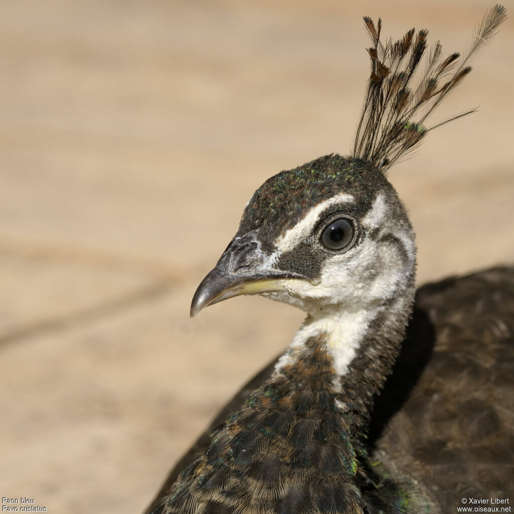 Indian Peafowl female adult, identification