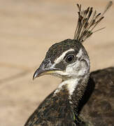 Indian Peafowl