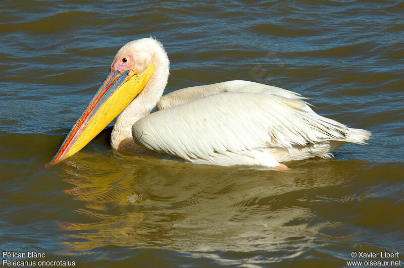 Pélican blanc, identification