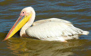 Great White Pelican