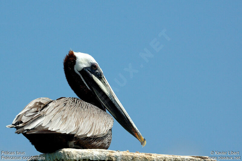 Brown Pelican, identification