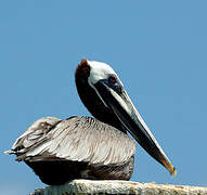 Brown Pelican