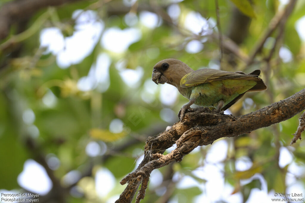 Perroquet de Meyer, identification