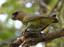 Meyer's Parrot