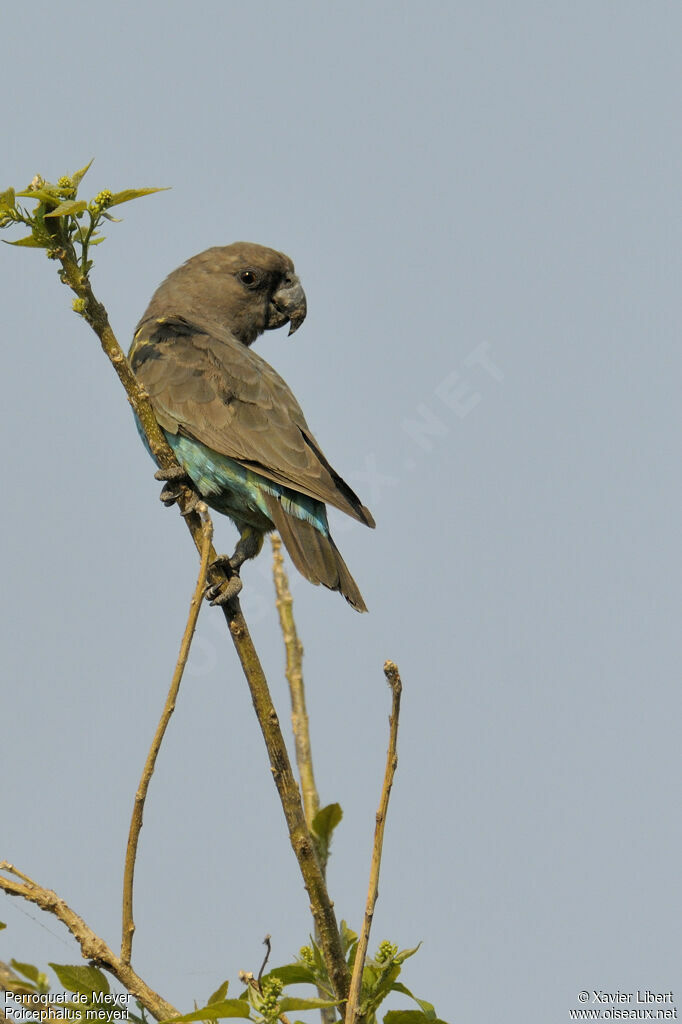 Perroquet de Meyer, identification