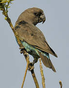 Meyer's Parrot