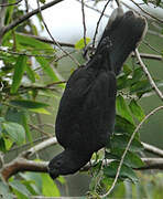 Lesser Vasa Parrot