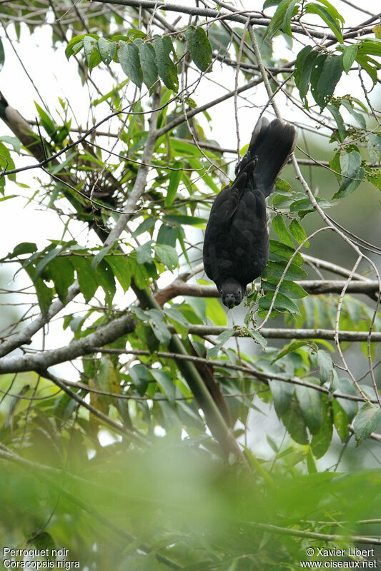 Lesser Vasa Parrot, identification