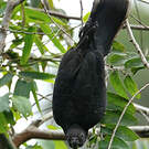 Perroquet noir