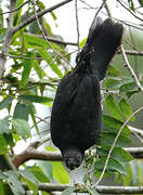 Perroquet noir