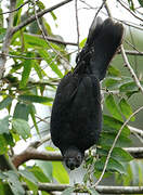 Lesser Vasa Parrot