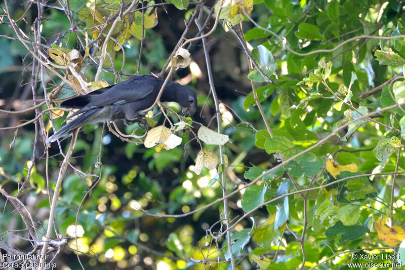 Perroquet noir, identification