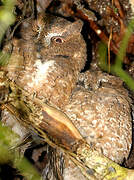 Rainforest Scops Owl