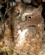 Rainforest Scops Owl