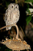 Eurasian Scops Owl