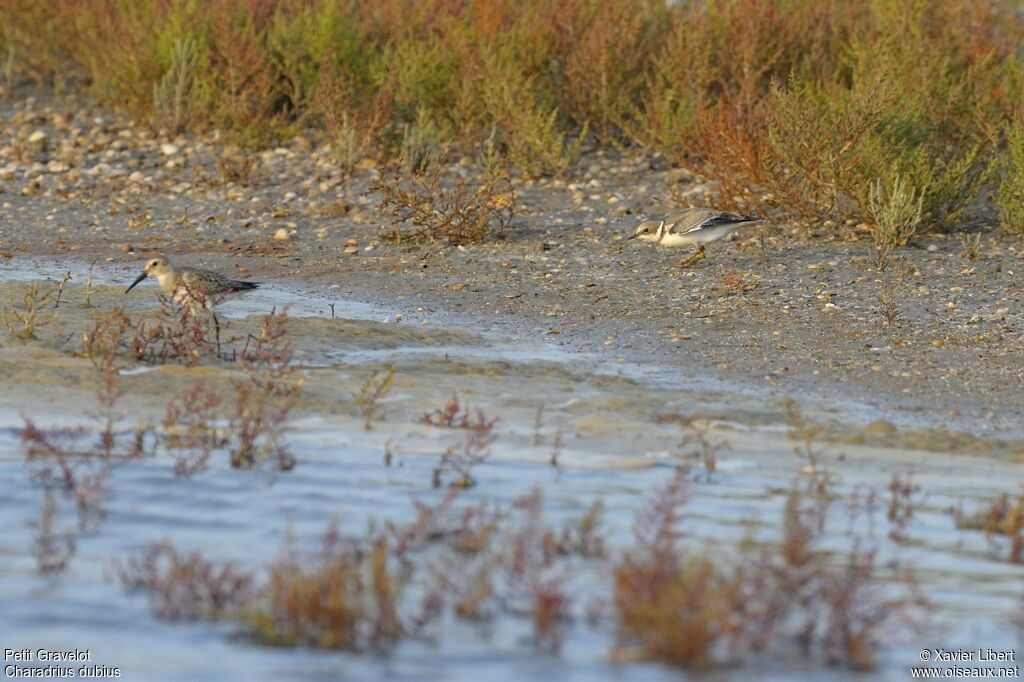 Little Ringed Ploverjuvenile, identification