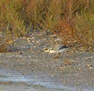 Little Ringed Plover