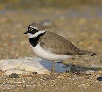 Little Ringed Plover