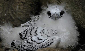 White-tailed Tropicbird