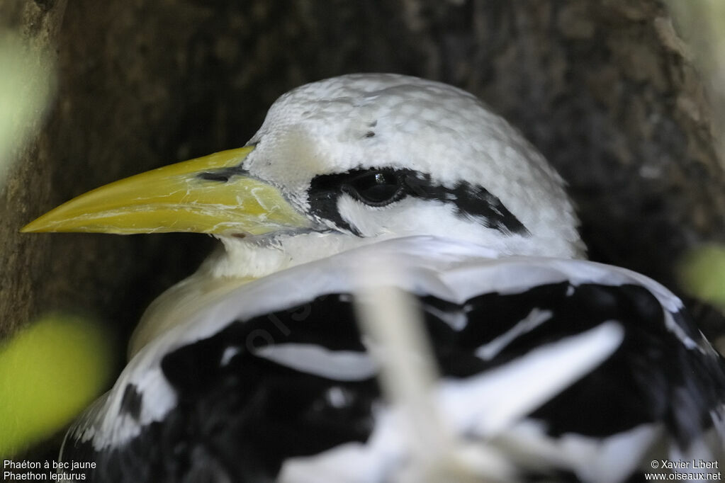 Phaéton à bec jaune mâle adulte, identification