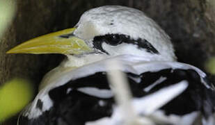 White-tailed Tropicbird