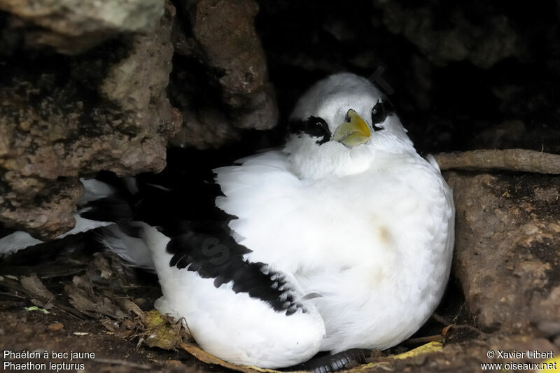 White-tailed Tropicbirdadult, identification