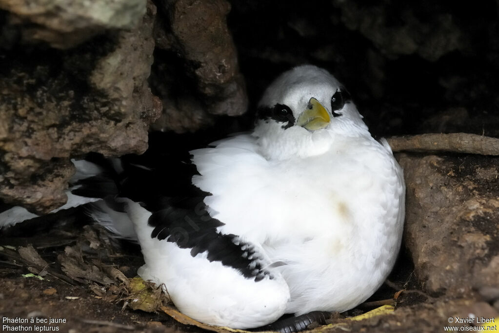 Phaéton à bec jauneadulte, identification