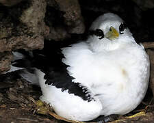 White-tailed Tropicbird