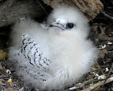 White-tailed Tropicbird