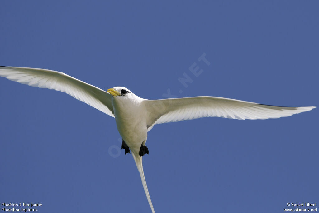 White-tailed Tropicbirdadult, Flight