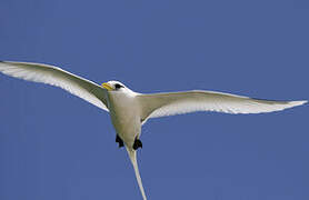 White-tailed Tropicbird