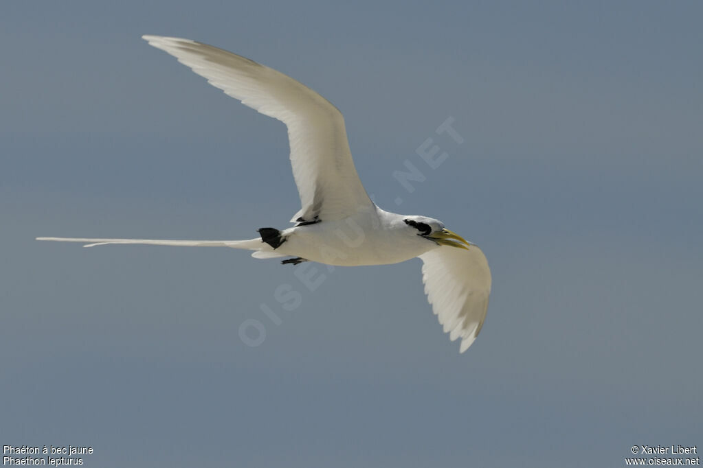 White-tailed Tropicbirdadult, Flight