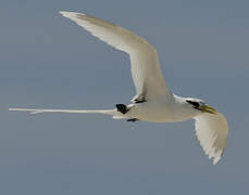 White-tailed Tropicbird