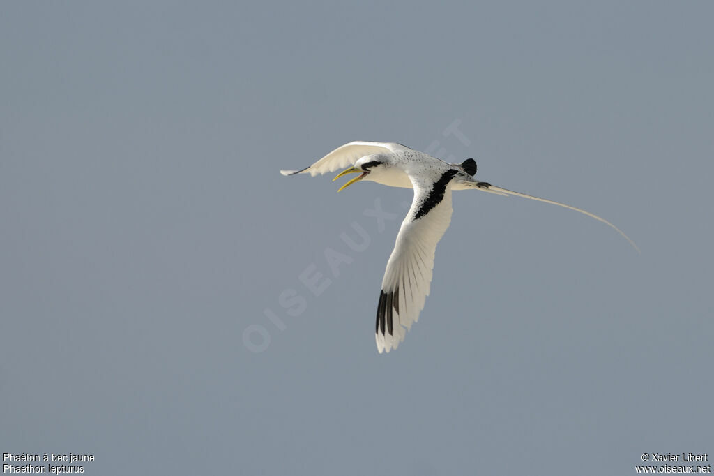 White-tailed Tropicbirdadult, Flight