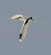 White-tailed Tropicbird