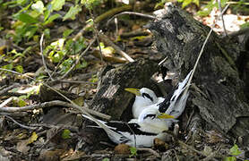 White-tailed Tropicbird