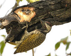 Golden-tailed Woodpecker