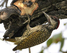 Golden-tailed Woodpecker