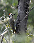 Bearded Woodpecker