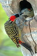 Hispaniolan Woodpecker