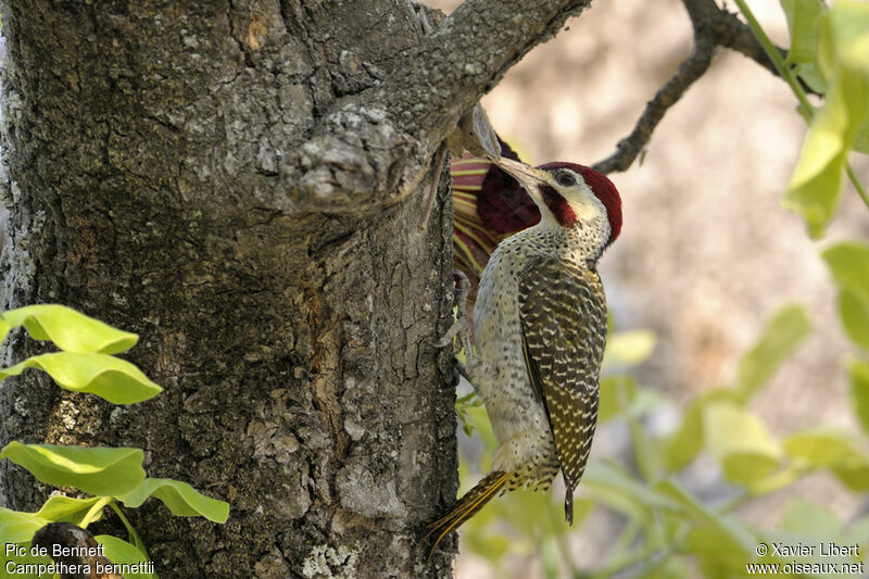 Bennett's Woodpecker male adult, identification