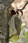 Bennett's Woodpecker