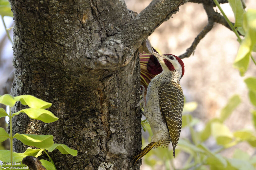 Bennett's Woodpecker male adult, identification