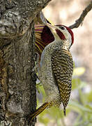 Bennett's Woodpecker